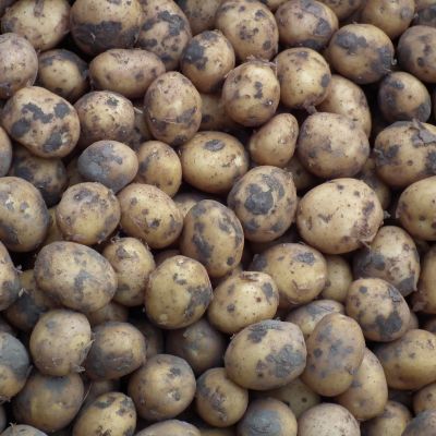 zeeuwse roem nieuwe oogst aardappelen