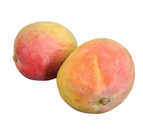 Kent mango Kent mango