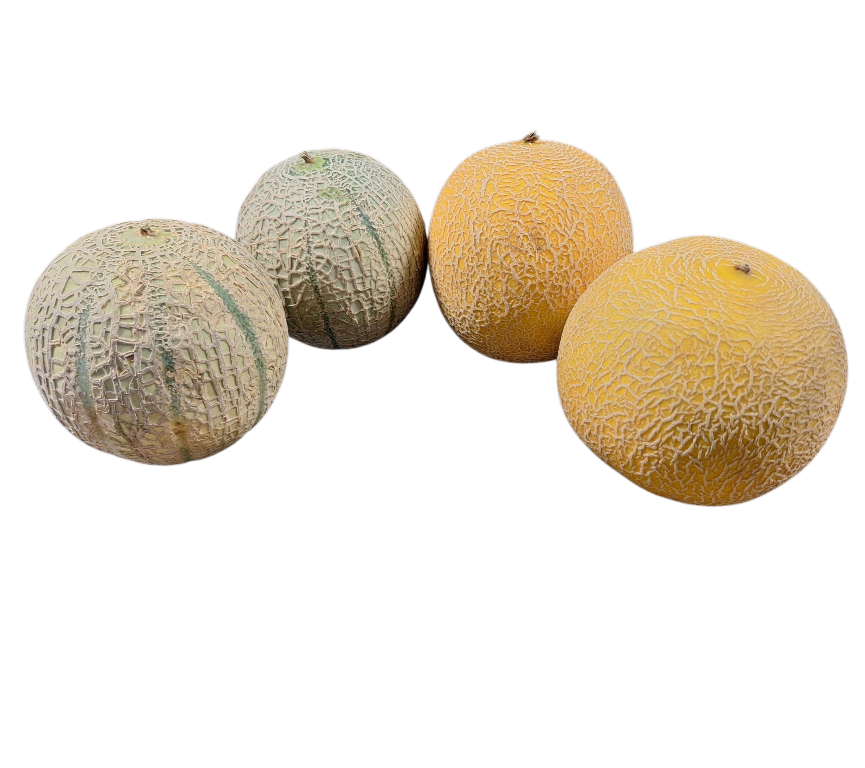 Meloen galia en cantaloupe 