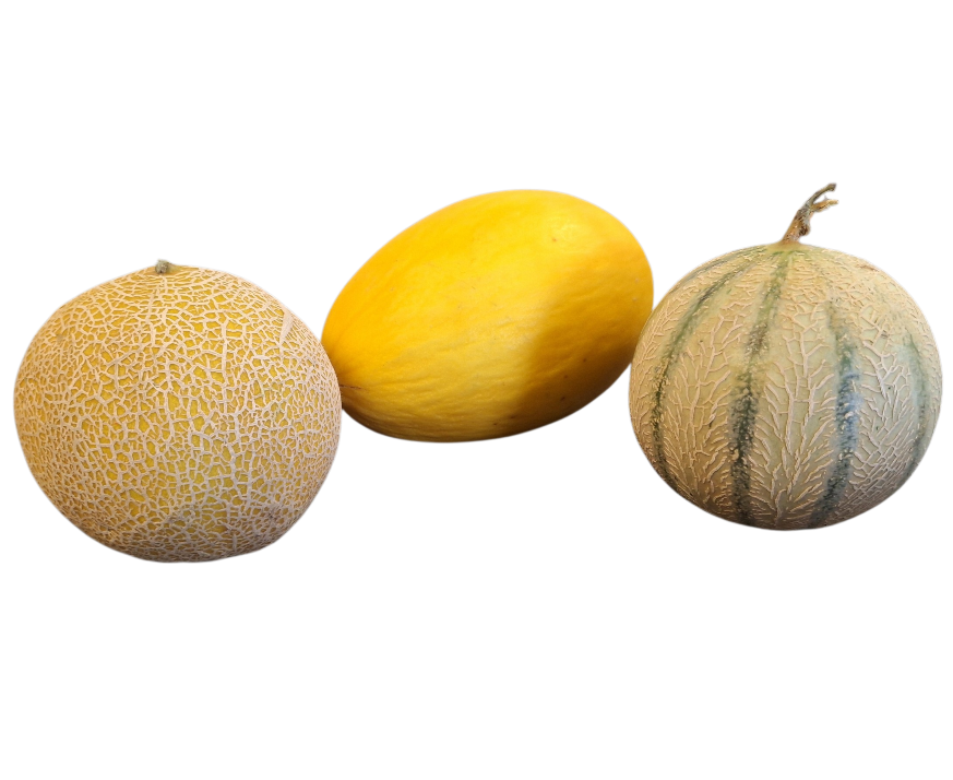 Meloen galia, cantaloupe gele honing