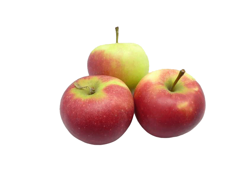 appel elstar appel elstar