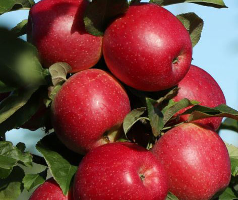 bloss-appel bloss-appel