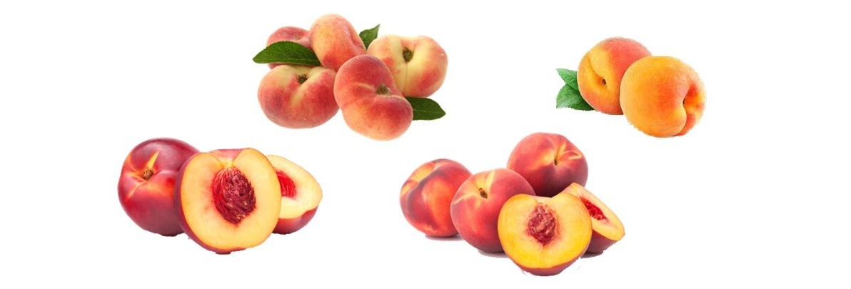 zomerfruit perzik, wilde perzik nectarine abrikoos