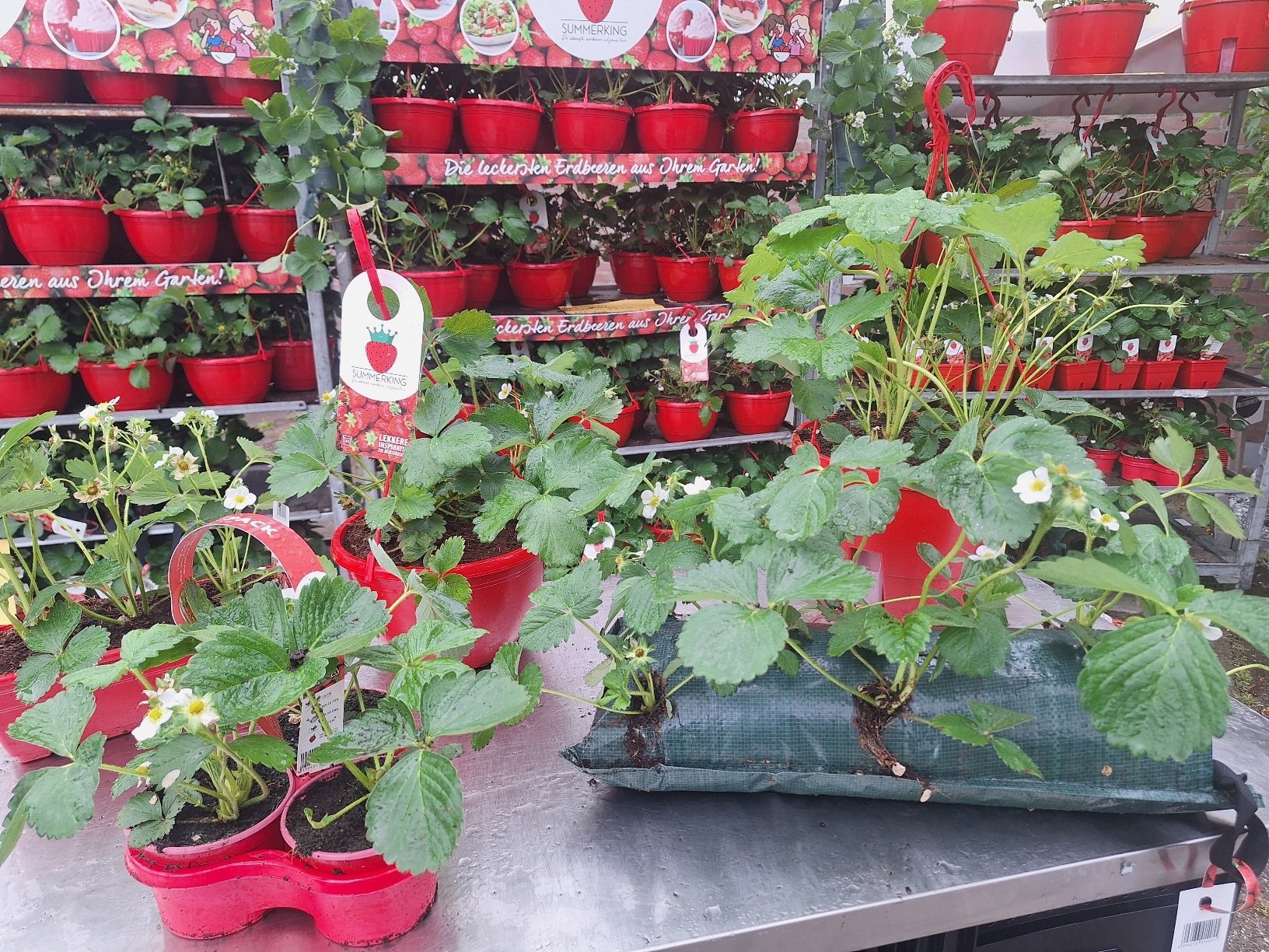 Aardbeien assortiment planten 