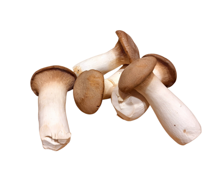 Koningsoesterzwam_2 Koningsoesterzwam_2