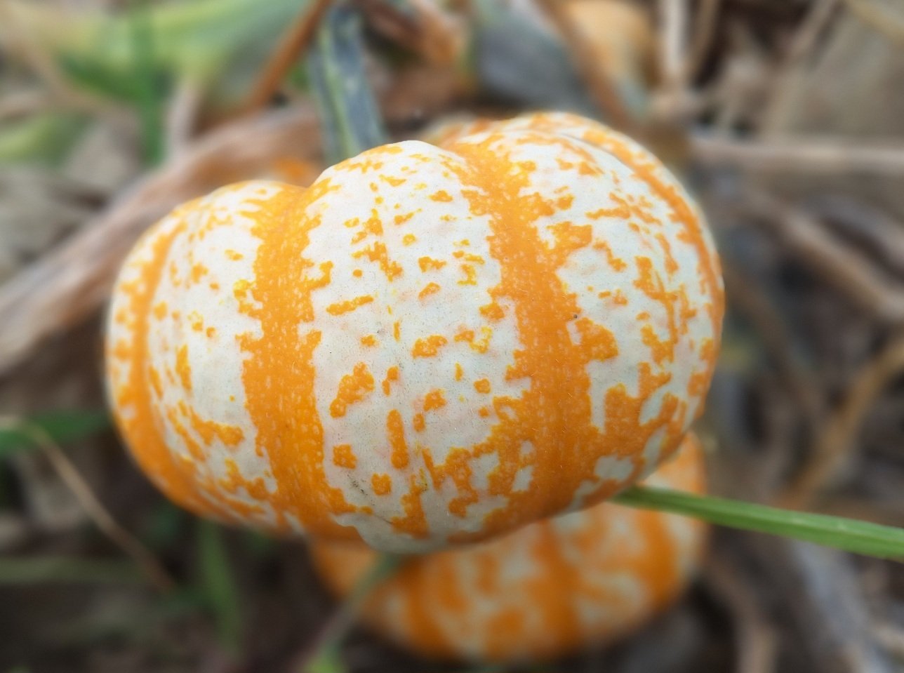 Lil pumpkemon pompoen 