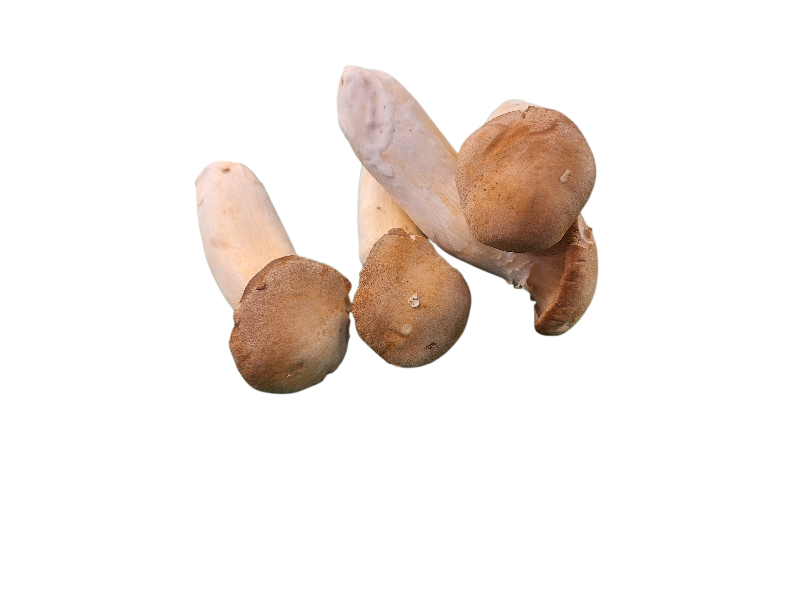 Paddestoelen koningsoesterzwam Paddestoelen koningsoesterzwam