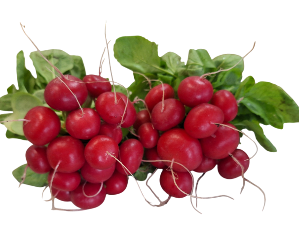 Radijs rood Radijs rood