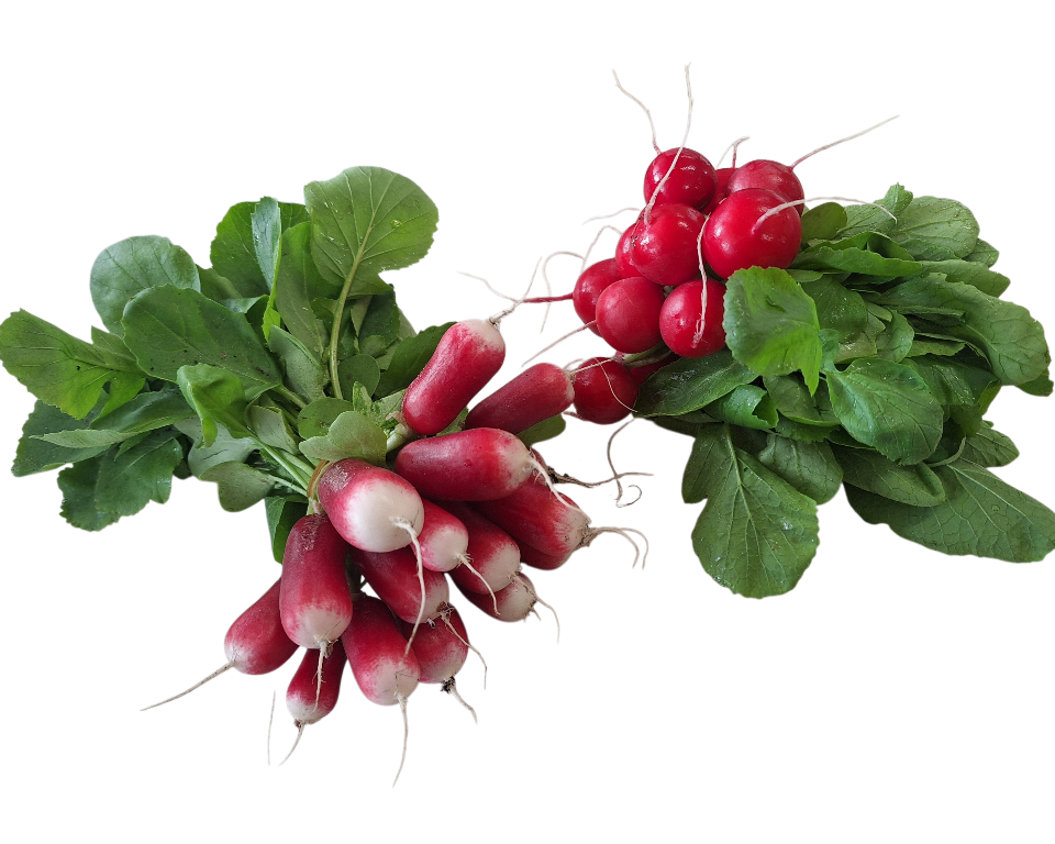 Radijs rood en witpunt-1 Radijs rood en witpunt-1