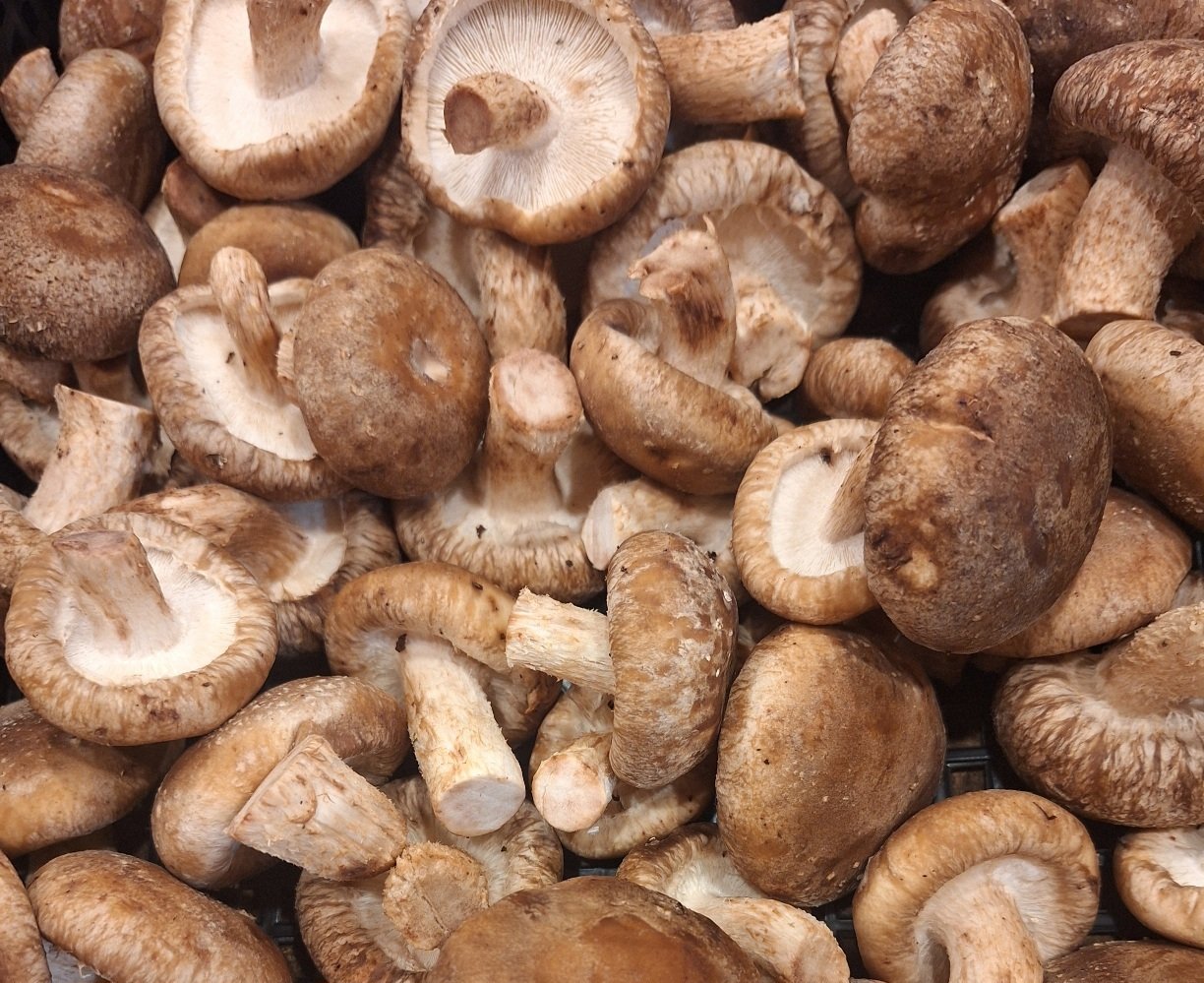 Shit Take paddestoelen Shit Take paddestoelen