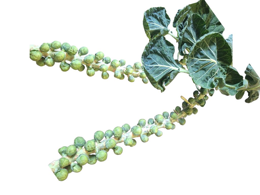 Spruiten stronk Spruiten stronk