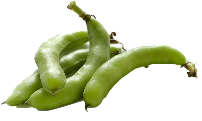 Tuinbonen Tuinbonen
