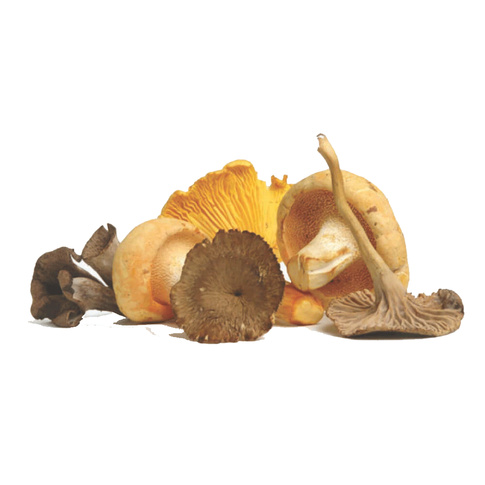 champignons paddestoelenmix champignons paddestoelenmix