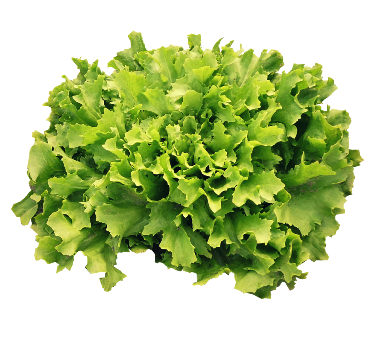 krop andijvie krop andijvie