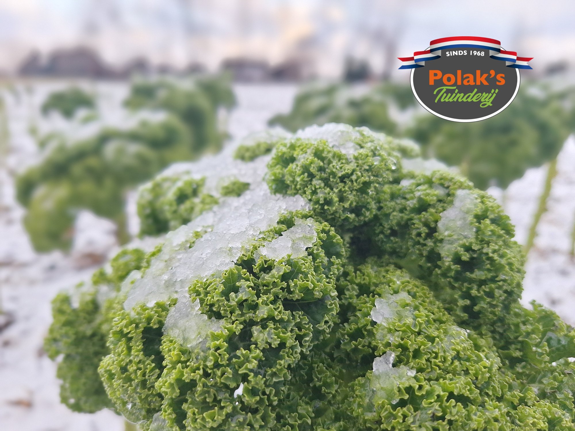 Boerenkool onder sneeuw Boerenkool onder sneeuw