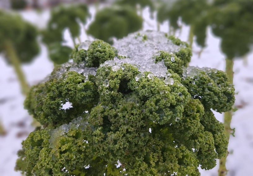 Boerenkool sneeuwpruik