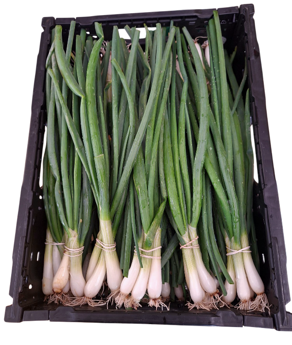 Bosui kistje eigen tuin