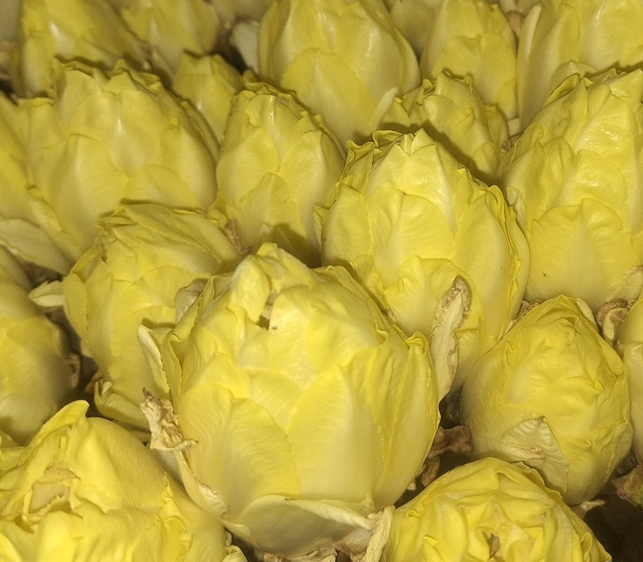 Grondwitlof oogst Grondwitlof oogst