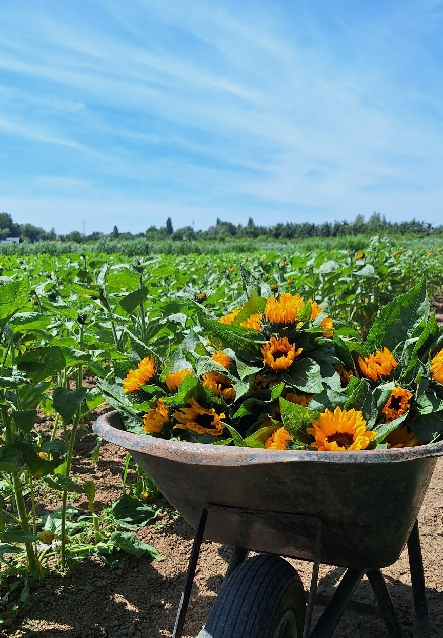 Kruiwagen zonnebloemen 