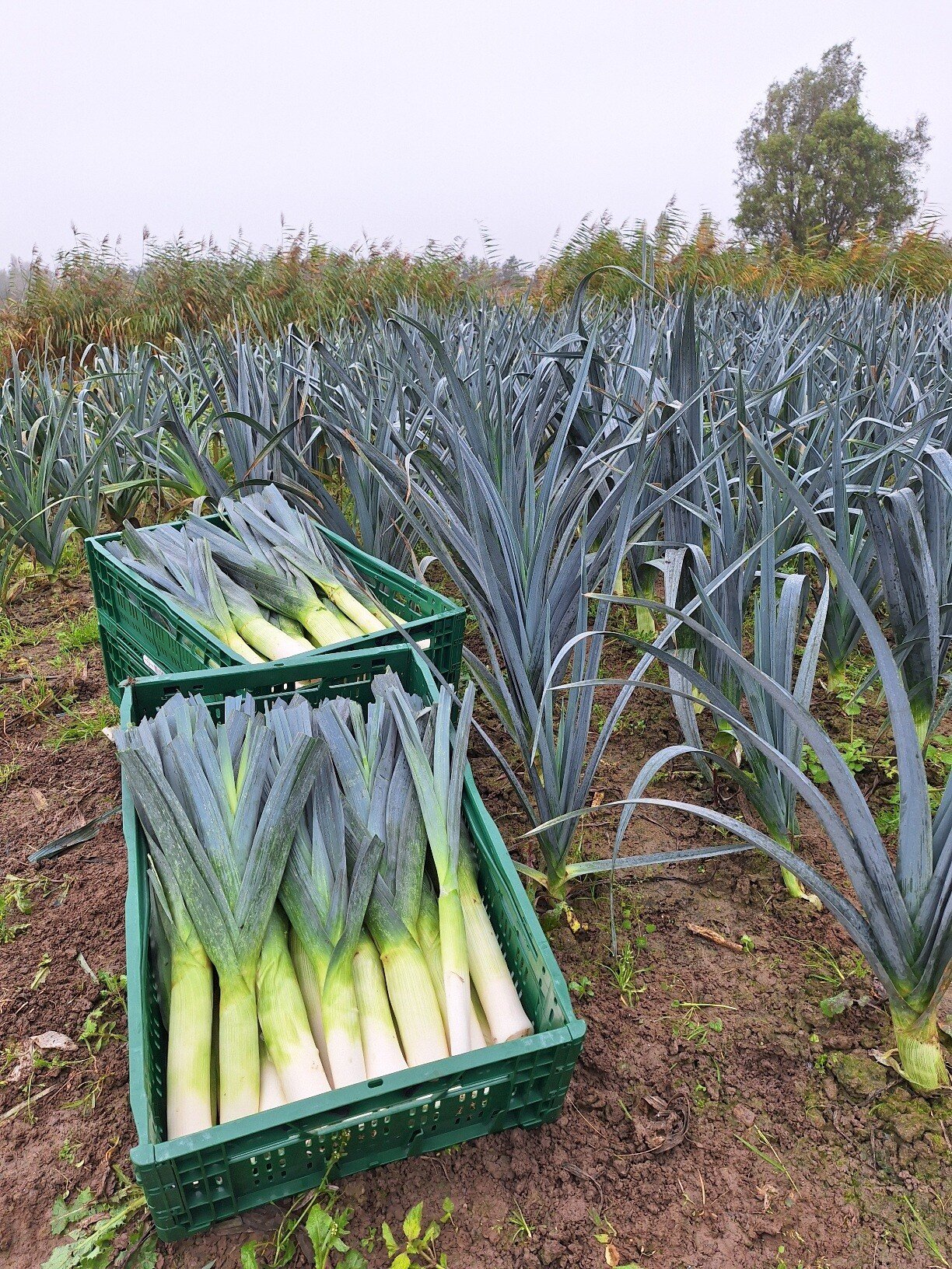 Prei vers van eigen land 