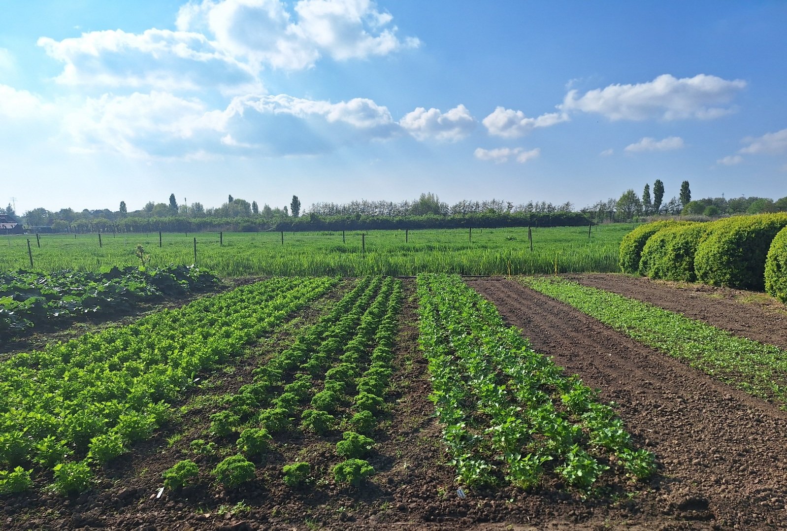 Soep-kruiden Tuinderij Soep-kruiden Tuinderij