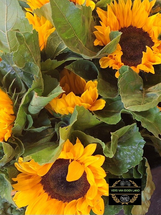 Zonnebloem3 Zonnebloem3