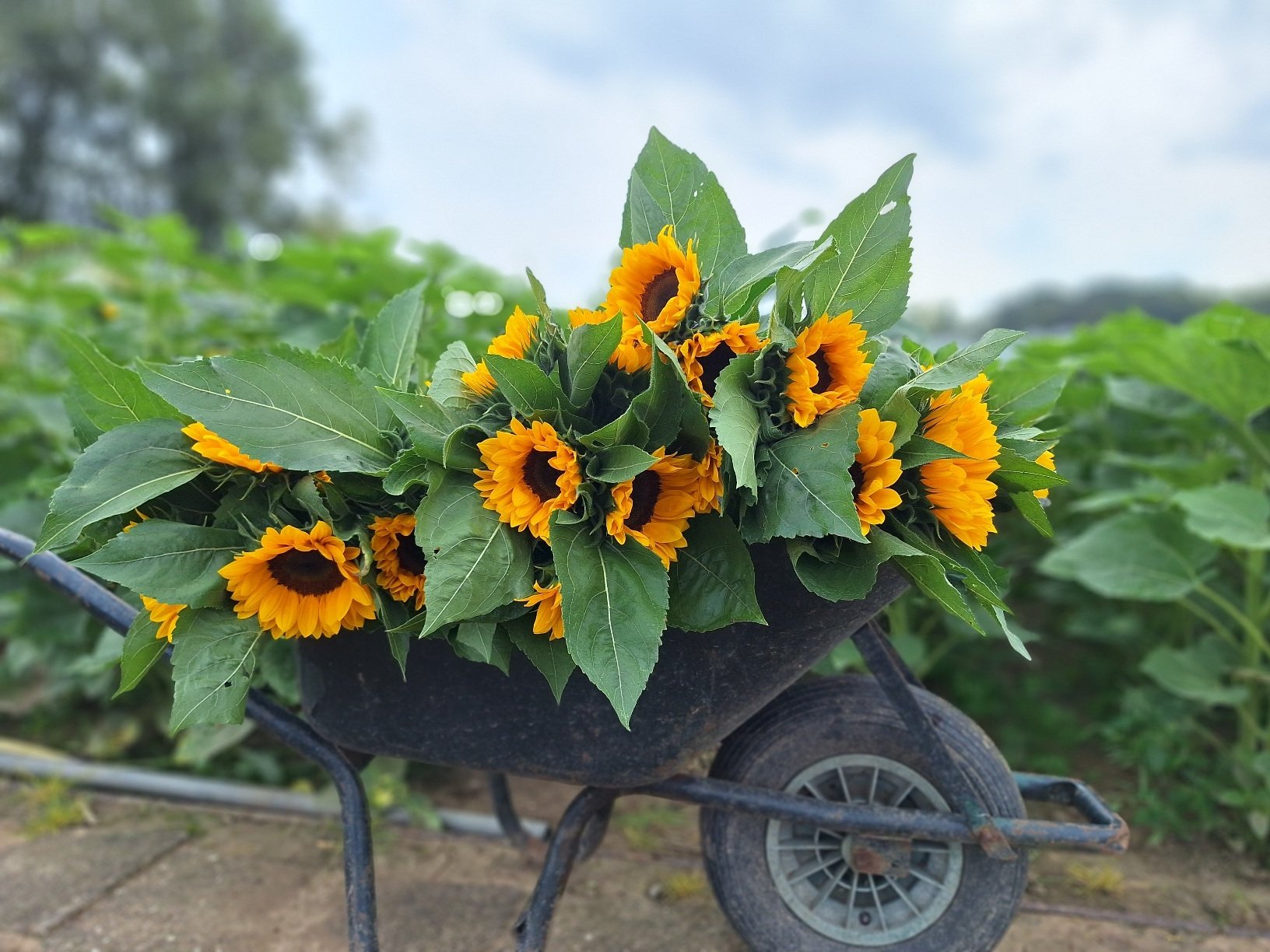 Zonnebloemen augustus oogst 2025 Zonnebloemen augustus oogst 2025