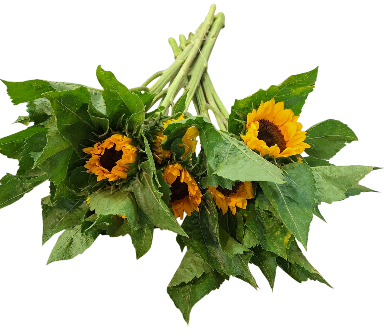 Zonnebloemen bos 2