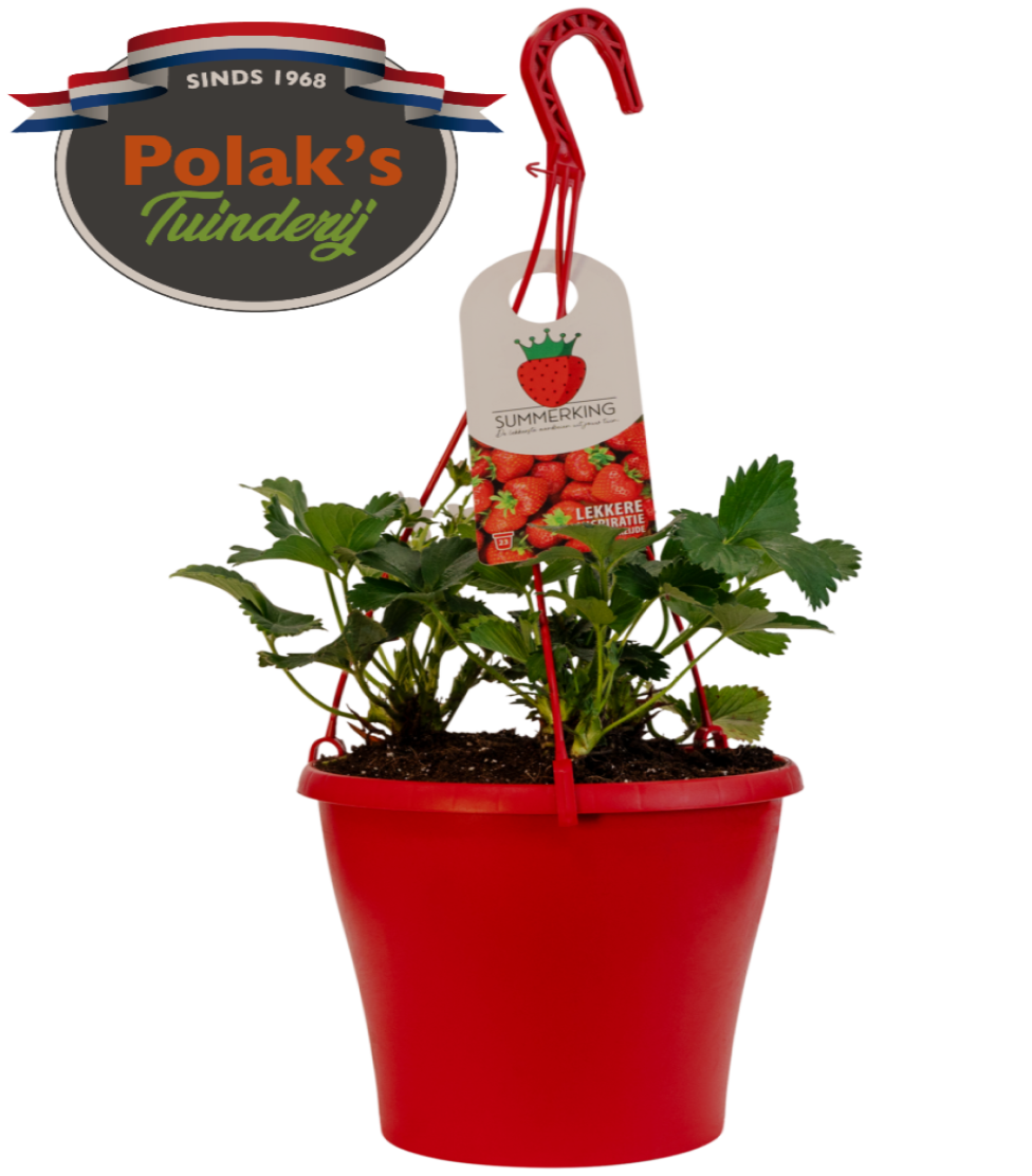aardbeienplant