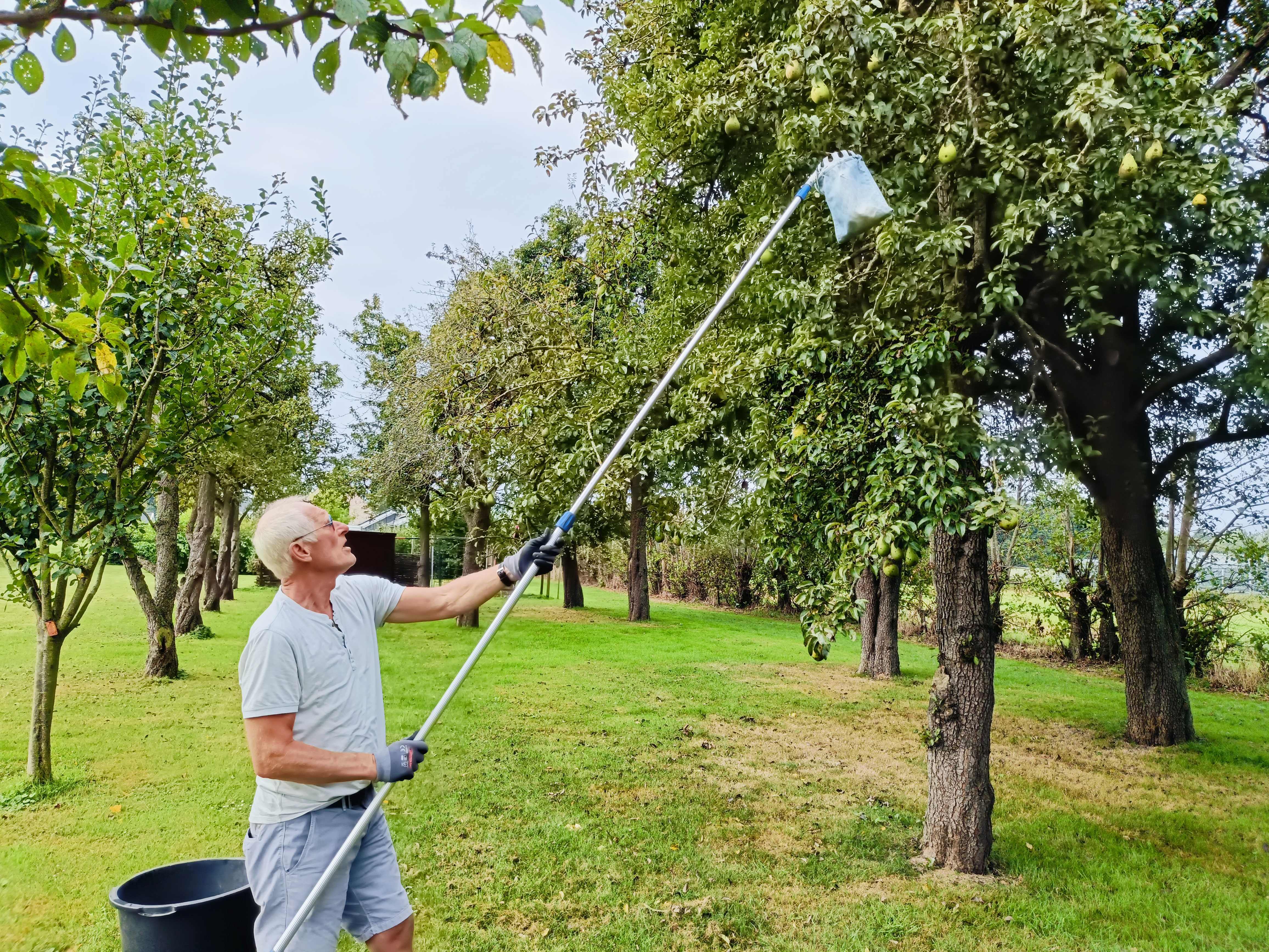 Dirk bezig met de perenpluk